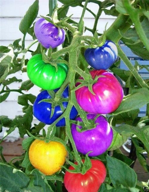 Accessories | 100Pc/Bag of Incredible Zen Rainbow Tomato Seeds Accessories Accessories