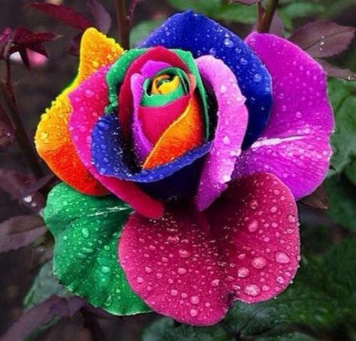 Accessories | Unbelievable Rare 100 Rainbow Rose Seeds Accessories Accessories